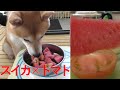 柴犬小春　実験！苦手なトマトが大好きなスイカに混じってたらどうする？の果てに知った真実