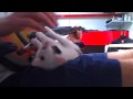 Cat and Rock Band