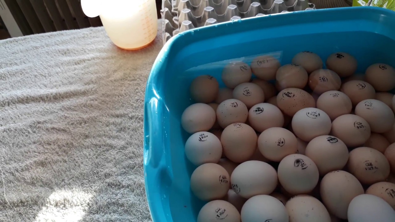 Купить инкубационное яйцо в воронежской области. Яйцо инкубационное бройлера Чех. Ксаверов инкубационное яйцо Чех. Яйцо бройлера Чехия. Инкубационное яйцо бройлера Словакия.
