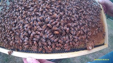 2 frame mini mating nuc 12 days after hatch inspection