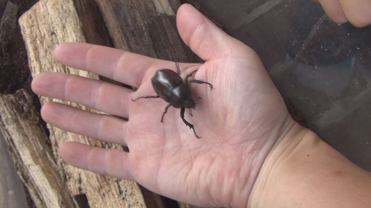 極小カブトムシ こんなに小さなカブトムシは見たことがない A Very Small Beetle Youtube