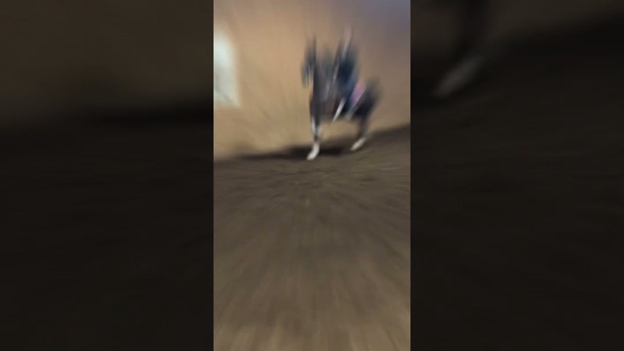 Junior exhibiter country pleasure division better watch out for willow