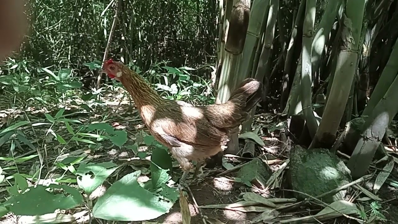 ร้องไม่มากแต่ก็ร้อง