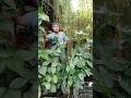 POHON BIKIN BAHAGIA KITA SEMUA