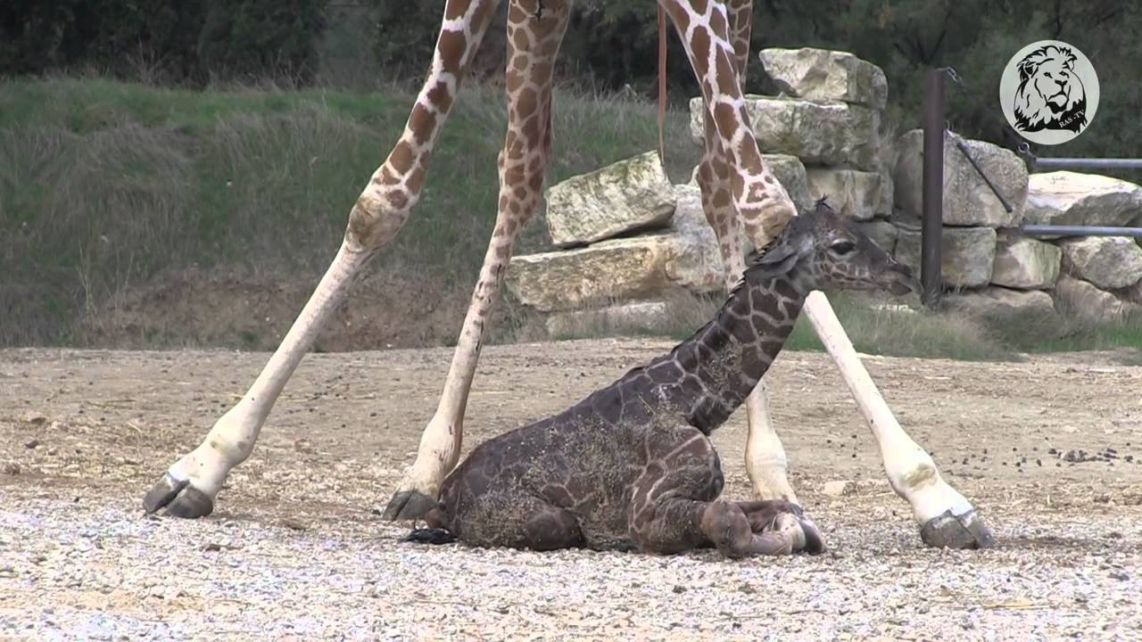 Naissance d'une Girafe réticulée à la Réserve Africaine de Sigean
