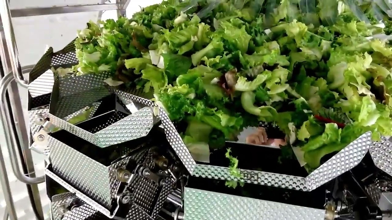 Salad Leaf Weigher Multihead Combination Scale Belt Conveyor Check Weigher Metal Detector Packaging