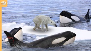 This Is Why Orcas Are Called Killer Whales