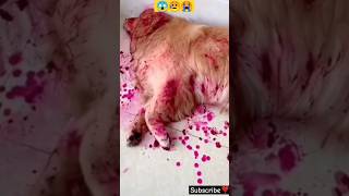 Unbelievable Twist😱: What Happened To The Dog?🥺□C