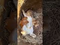 Cute bunny #cute #cuteanimals