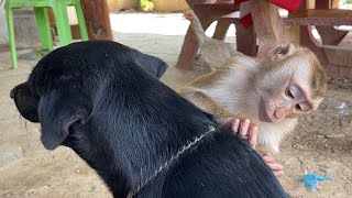 ASMR Monkey Grooming| Nice Zueii Try To Grooming Her Black Dog Resimi