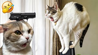 Funniest Animals  New Funny Cats and Dogs Videos   Part6