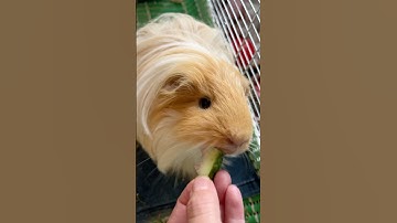 Cute Guinea Pig Eating — Crunch ASMR 😍