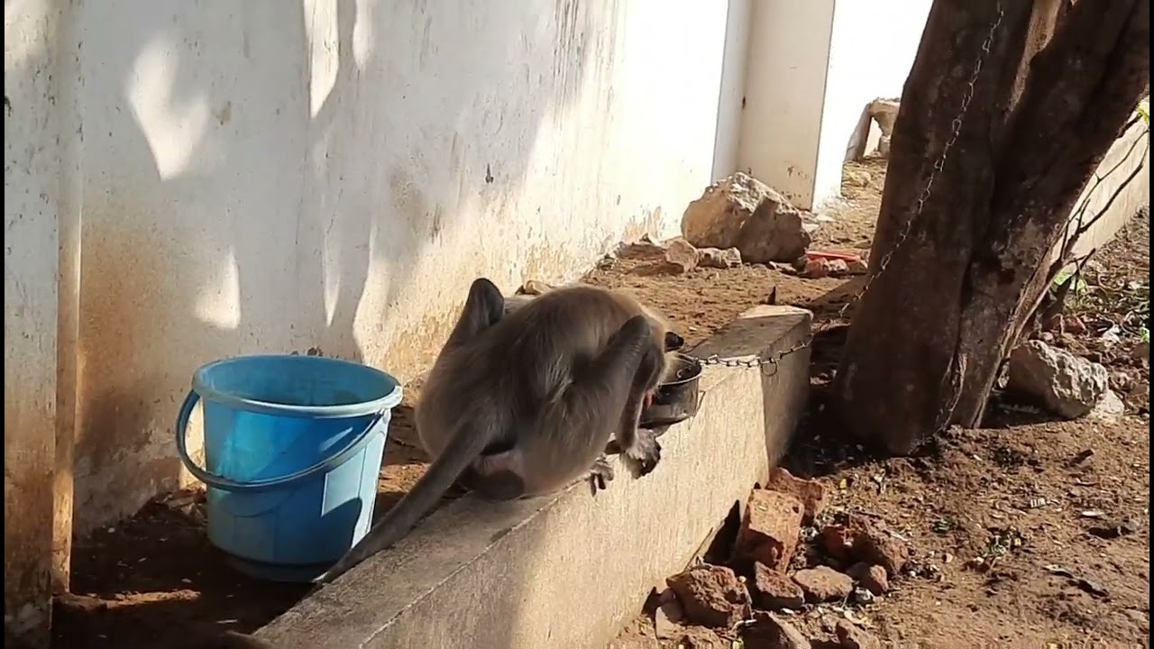 Monkey sitting like human| gray langurs