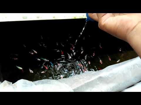 pakan terbaik ikan cupang agar cepat bertambah besar,  yaitu menggunakan cacing sutra.