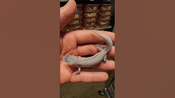 Murphys Patternless vs Blizzard Leopard Gecko Babies | Afghanicus Snow Project ⛈️❄️