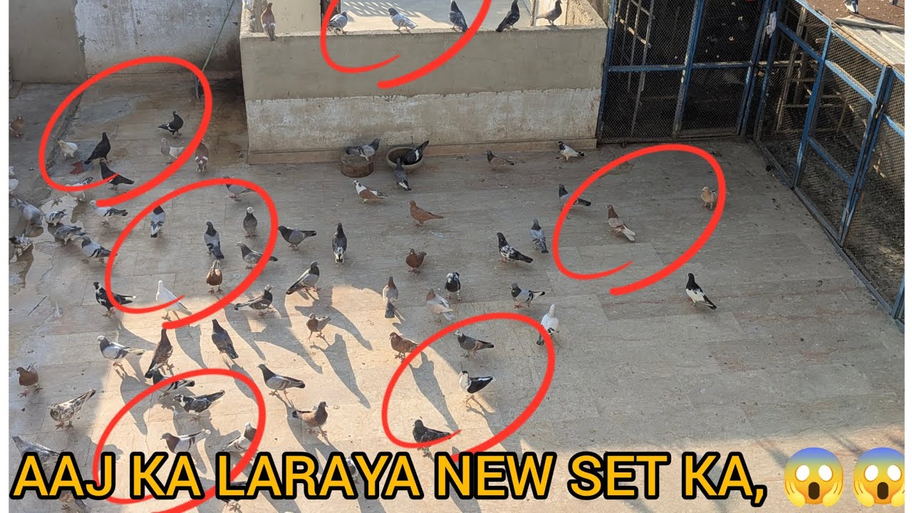 AAJ KA LARAYA NEW SET KA🕊️🕊️🕊️😱😱