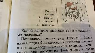 Физическая культура 2-4/Литвинов/Тема: Органы пищеварения