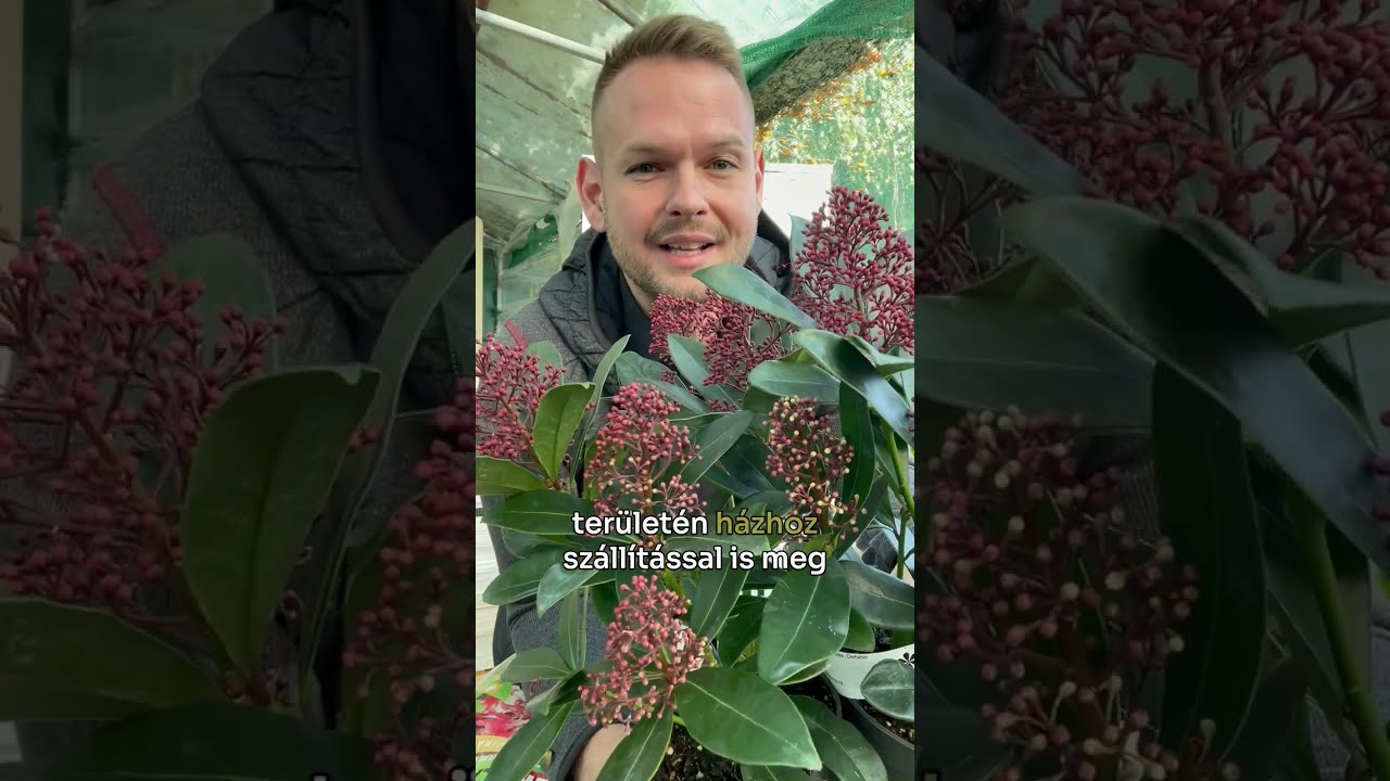 A dérbabér a te kertedből sem hiányozhat! | Skimmia japonica 'Rubella' | Gardencentrum.hu