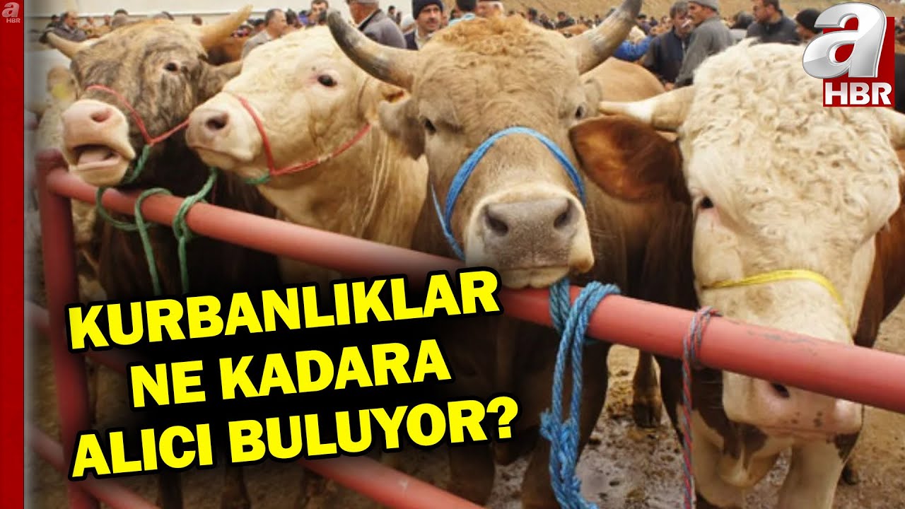 Kurban Bayramı'na son iki hafta! Kurbanlıklarda fiyatlar nasıl? | A Haber
