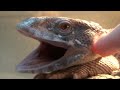 耳が痒いオオトカゲ Itchy Ear Savannah Monitor