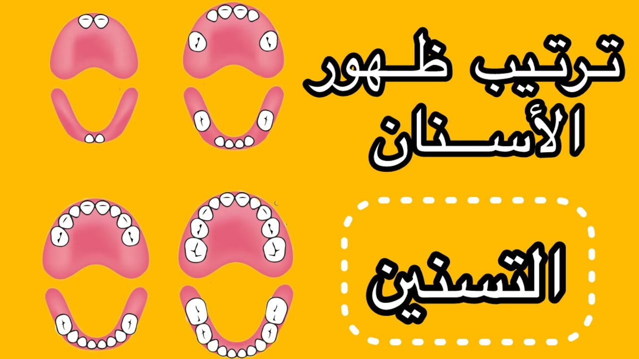 متى تظهر الأسنان اللبنية و الأسنان الدائمة و كيف نحافظ عليها؟