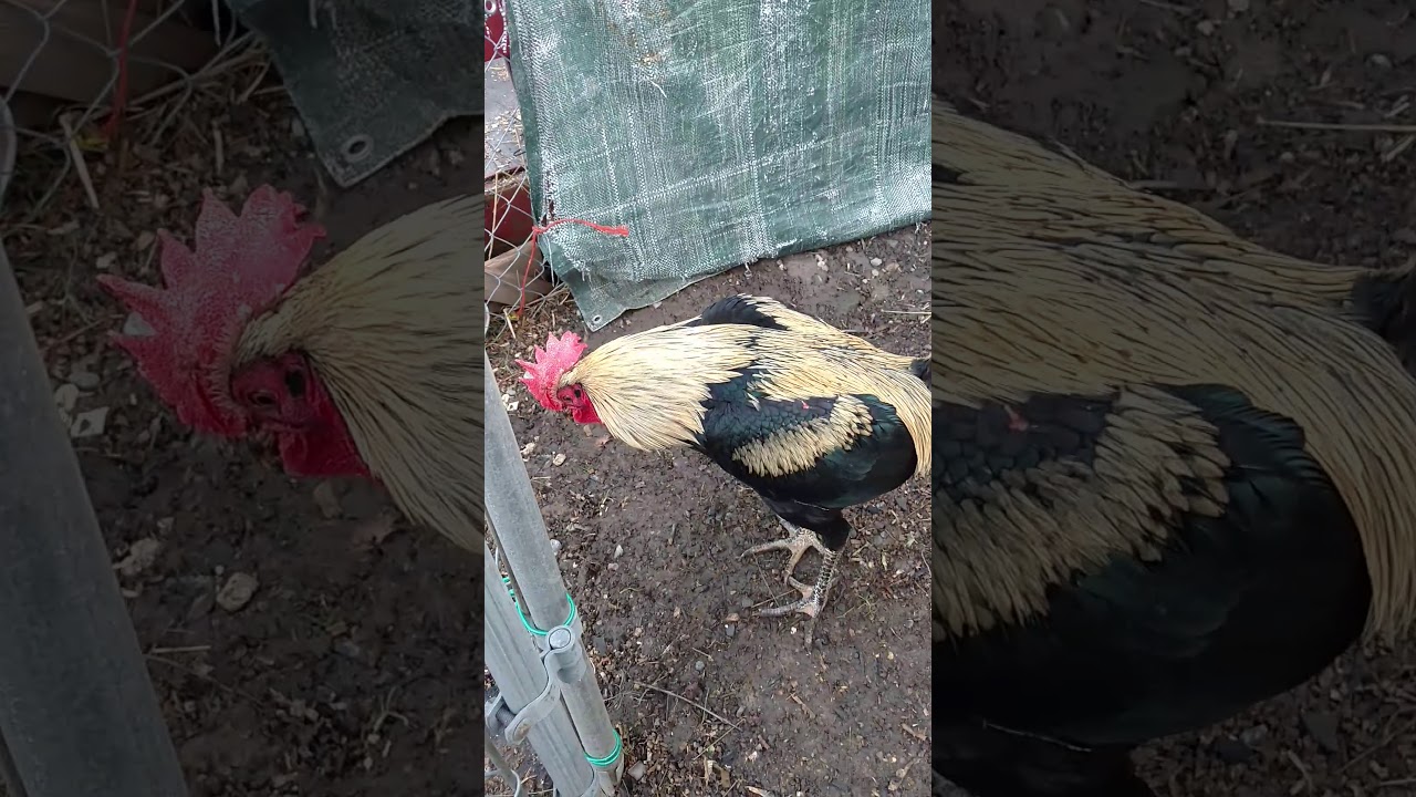 Demarco PERUVIANS,Tex 716-308-9826(2)