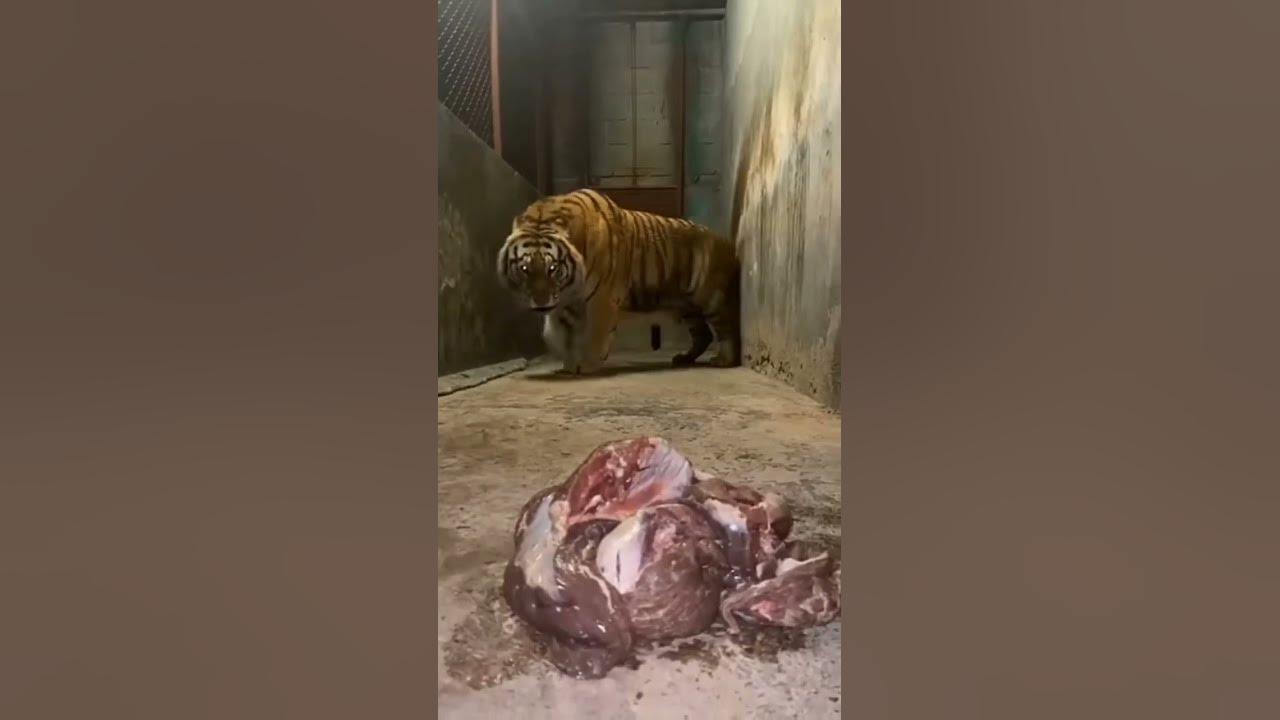 The Bengal tiger eat meat#shortvideo #subscribe - YouTube