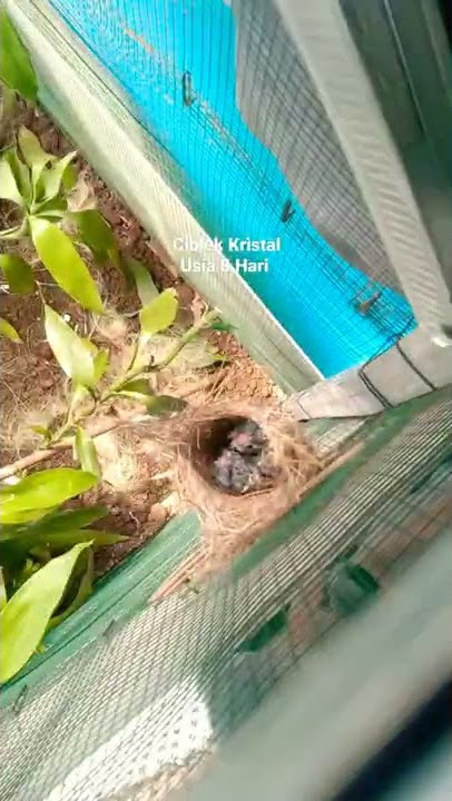 Anakan Ciblek Kristal Usia 8 Hari.