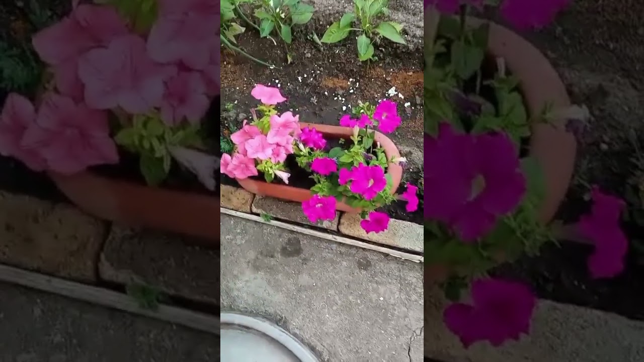 Домашние цветы - всегда радуют! 2025 