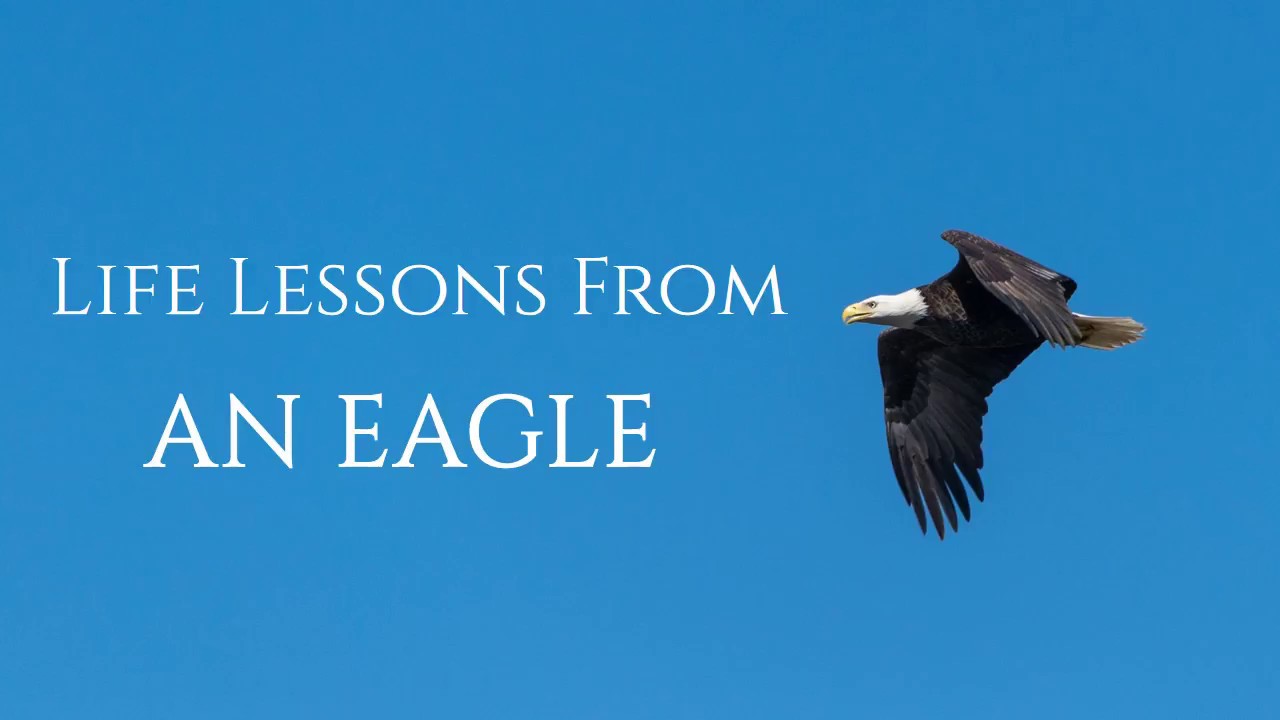 Life lessons from an eagle leadership lessons from an eagle eagle