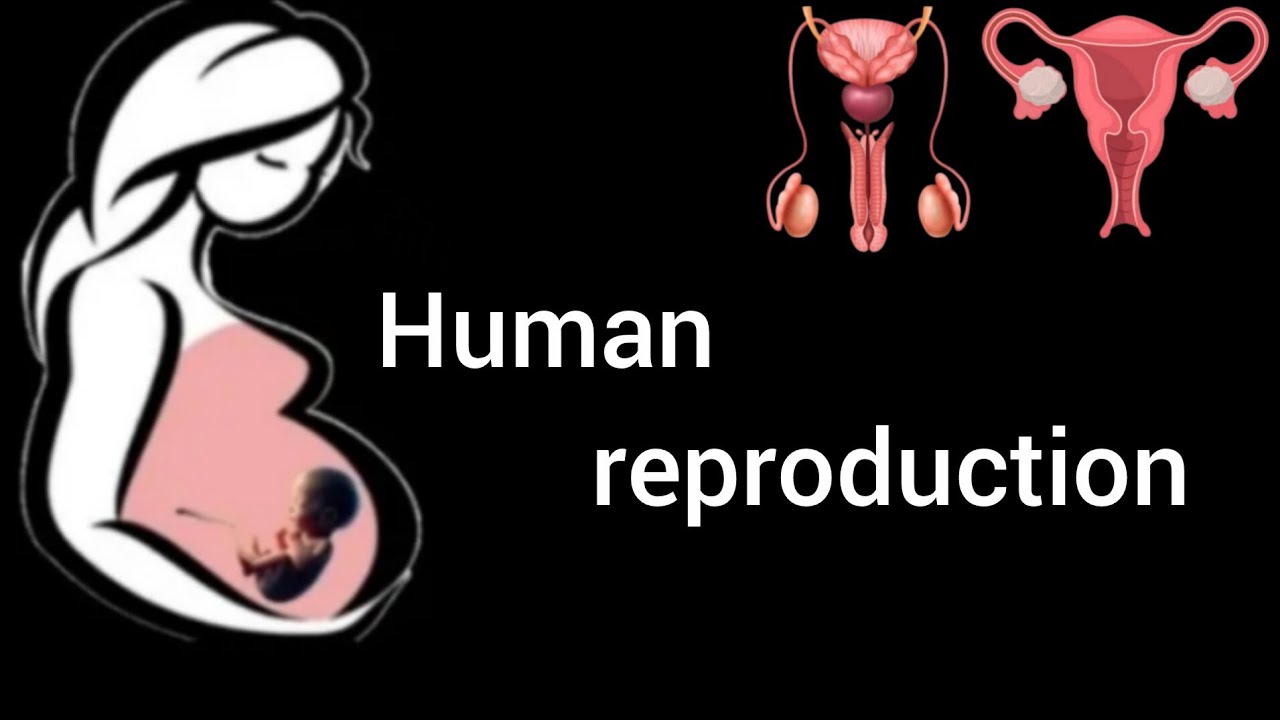Human reproduction | fertilization | male and female reproductive system | fetus development in womb