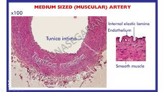 Blood vessels - Histology