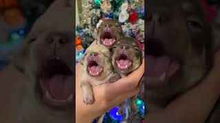 New Cool Tool!🥰🥰 Viral Gadgets, Smart Kichen cute animals Tolls, Utensils, HomeCleaning #short