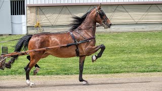 JLH What a Surprise - LOT 84