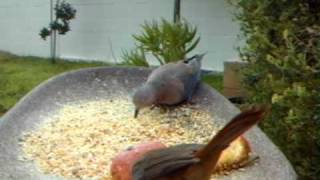 WSBC0063.AVI