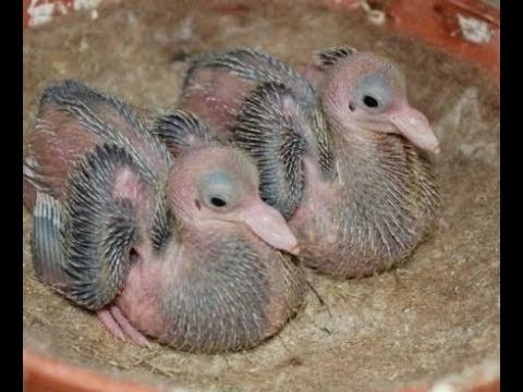 Как выкормить-докормить голубят самому без голубей?! How to feed the little pigeons yourself