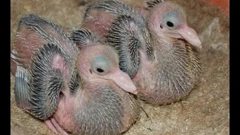 Как выкормить-докормить голубят самому без голубей?! How to feed the little pigeons yourself