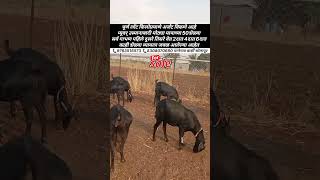 50उस्मानाबादी शेळ्या किलोप्रमाणे अर्जंट विकणे आहेत | For Sale Top Quality Osmanabadi Female