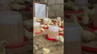 How do I market my broiler chickens? #chicken #broiler #agriculture #poultryfarming #viralreel