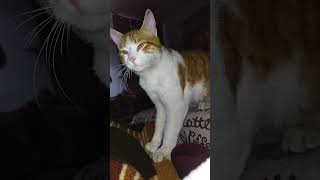 Cute cat 🐈🐾#cat #peterlovers #animalbehavior #petsempire #catbehavior #kitten #cute #cutecat #catkid