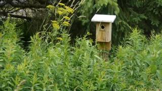 The Tree Swallow