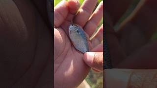 isca pra traíra #fishing #pescaria #pesca #peixe #pescador