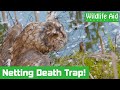 Tawny owl AND rescuers need saving in this netting nightmare!