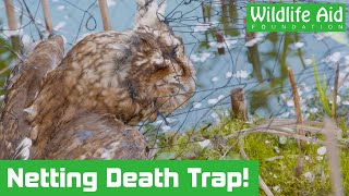 Tawny owl AND rescuers need saving in this netting nightmare!