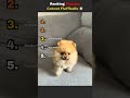 Cutest Puppy Fluffballs 🐶 #shorts #puppies #weeklyfluff