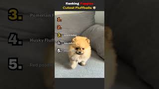 Cutest Puppy Fluffballs 🐶 #shorts #puppies #weeklyfluff