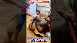  சிறிய குழந்தை அன்புருத்ரன் காளை பாசமும்#trending  #jallikattu#shortsfeed#viralvideo#kangeyam#bull