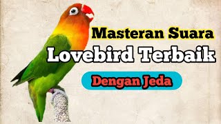 Masteran suara lovebird dengan jeda. Untuk murai batu 🔥🔥🔥