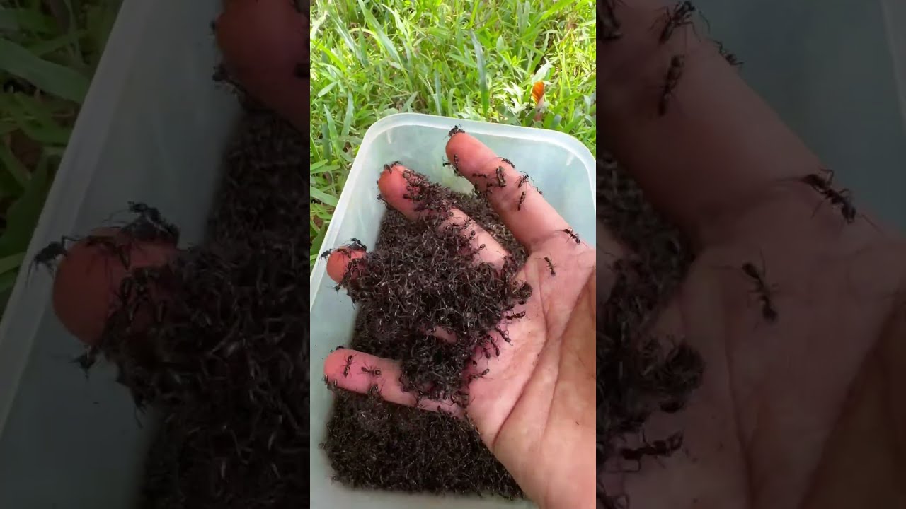 Strong Wild Man VS 15 000 Bullet Ants