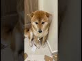 キッチンをめちゃくちゃにして怒られる子犬 🐾